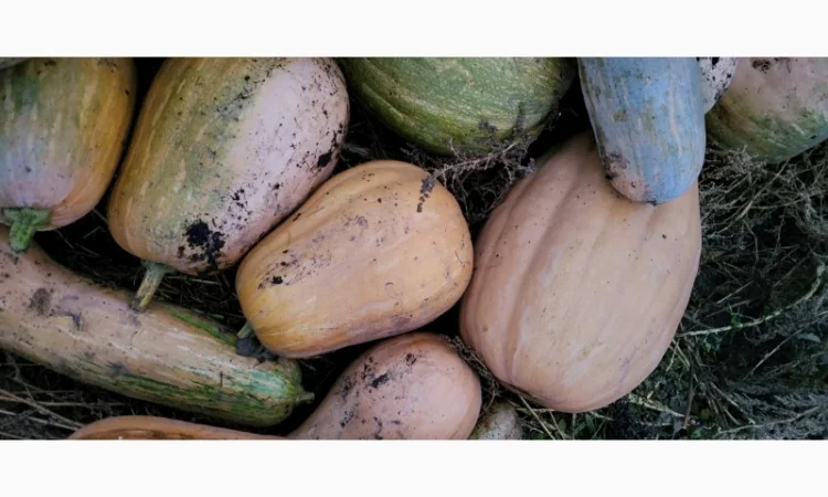 Продам гарбуз сортовий - фото № 7