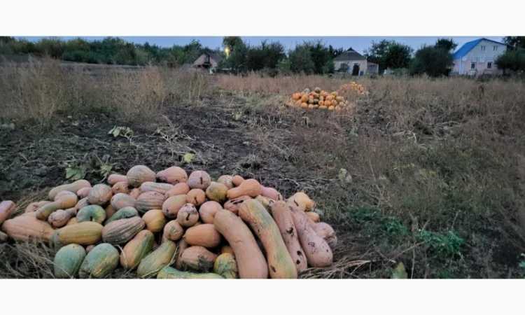 Продам гарбуз сортовий - фото № 8