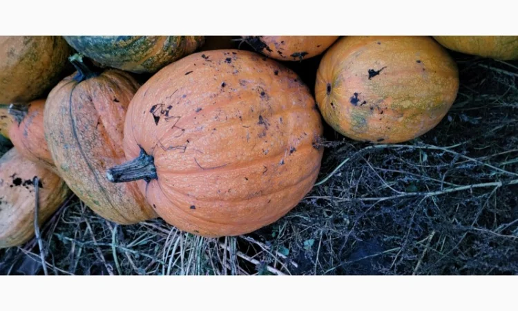 Продам гарбуз сортовий - фото № 9