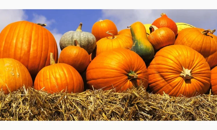 Куплю гарбузи - фото № 1