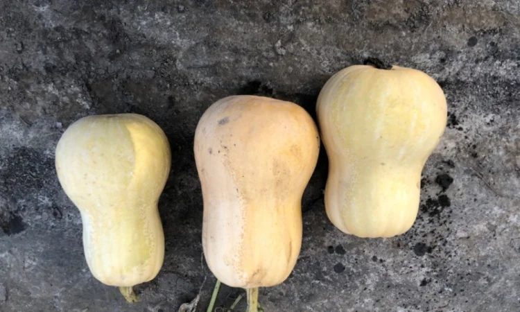 Продам гарбуз мускатний, десертний «Матильда» - фото № 1