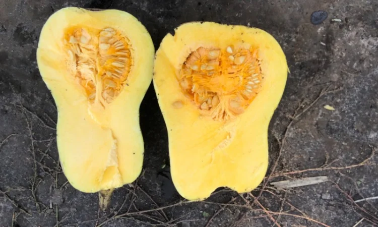 Продам гарбуз мускатний, десертний «Матильда» - фото № 2