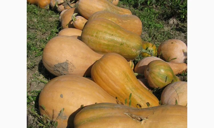 Продам гарбуз - арабатський плоди від 0, 5 кг -15 кг - фото № 1