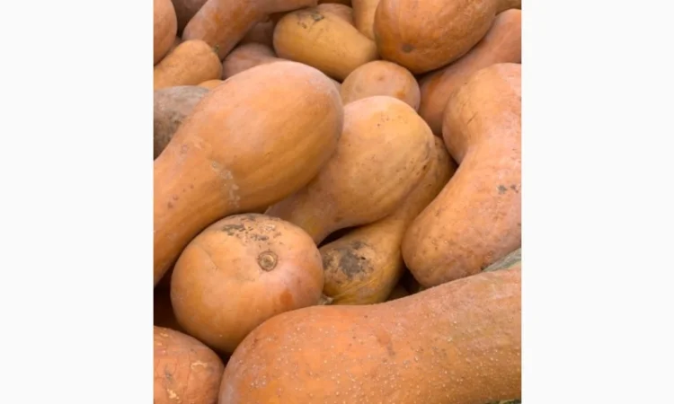 Продам гарбуз - арабатський плоди від 0, 5 кг -15 кг - фото № 2