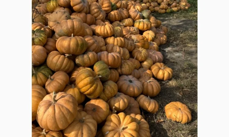 Продам терміново гарбуз МУСКАТ ДЕ ПРОВАНС - фото № 1