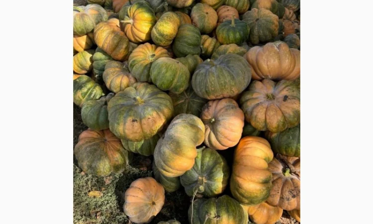 Продам терміново гарбуз МУСКАТ ДЕ ПРОВАНС - фото № 2