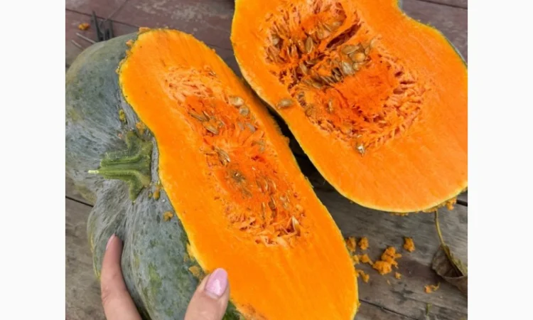 Продам терміново гарбуз МУСКАТ ДЕ ПРОВАНС - фото № 3