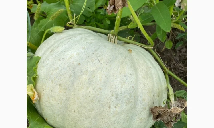 Продам гарбуз, сорт Волзський сірий - фото № 1