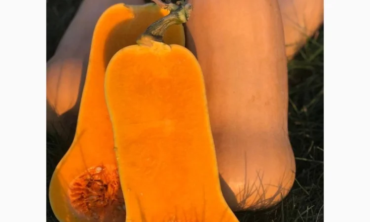 Гарбуз (тиква) кашовий МАТІЛЬДА - фото № 1