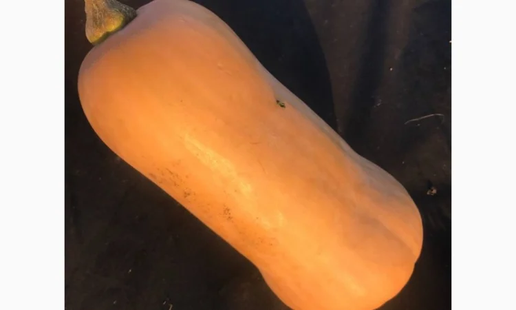 Гарбуз (тиква) кашовий МАТІЛЬДА - фото № 2