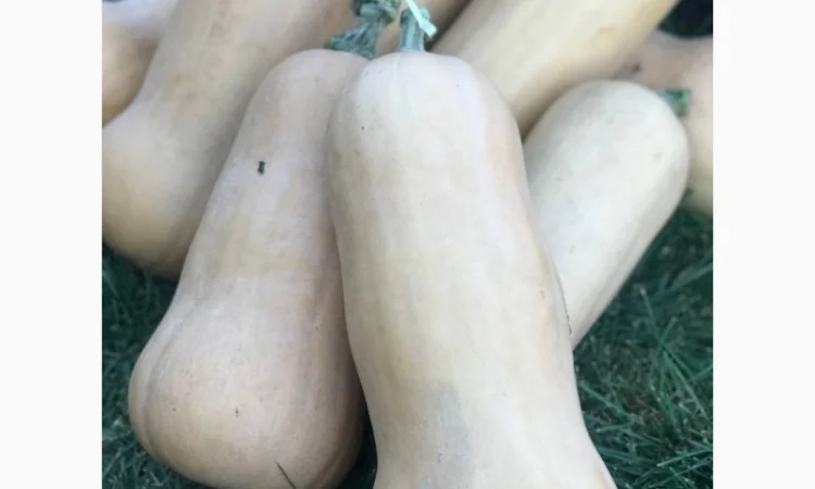 Гарбуз (тиква) кашовий МАТІЛЬДА - фото № 3