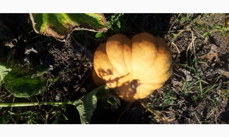 Продам сортовий гарбуз - фото № 1