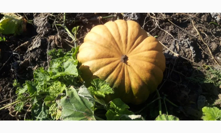 Продам сортовий гарбуз - фото № 2