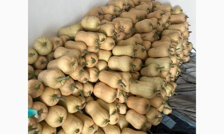 Продам сортовий гарбуз - фото № 3