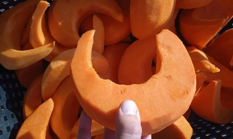 Продам чищенную тыкву оптом - фото № 5