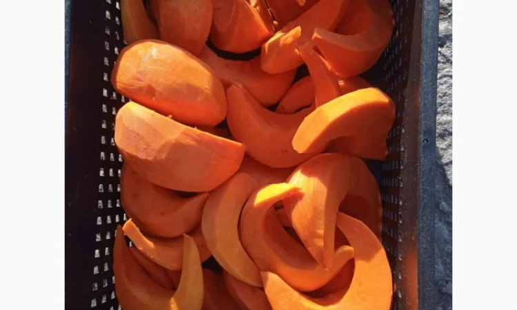 Продам чищенную тыкву оптом - фото № 6