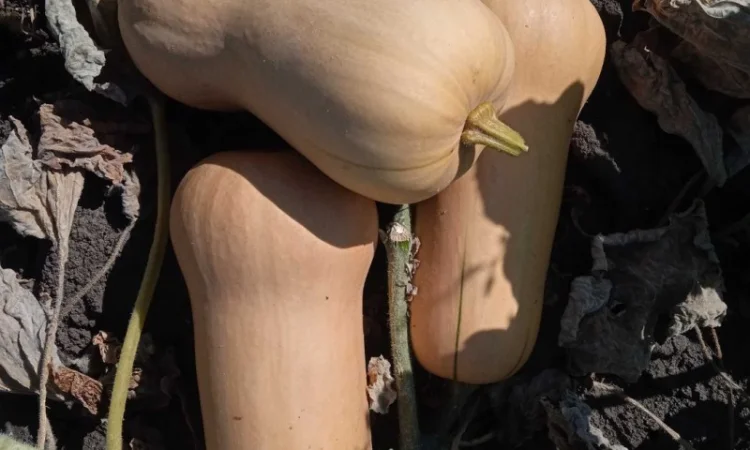 Продам Тыкву Баттернат - фото № 1