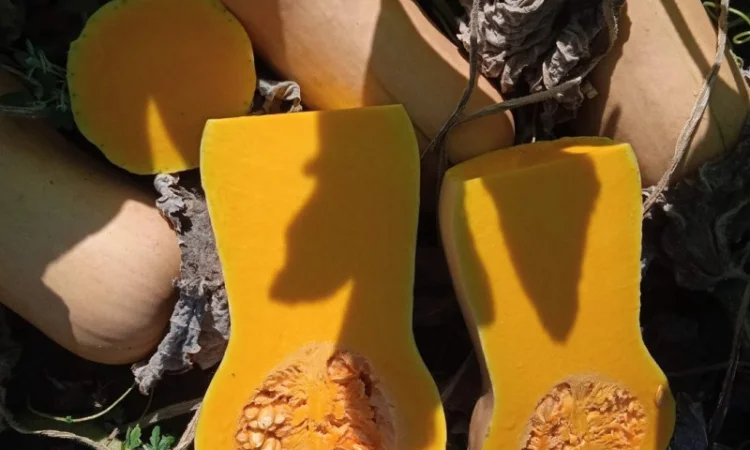 Продам Тыкву Баттернат - фото № 2