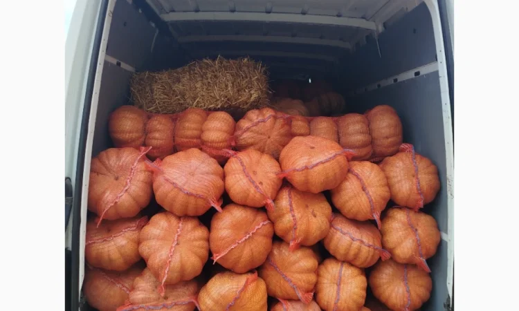 Продаю гарбуз Мускат де Прованс 'Ромашка' в наявності - фото № 1