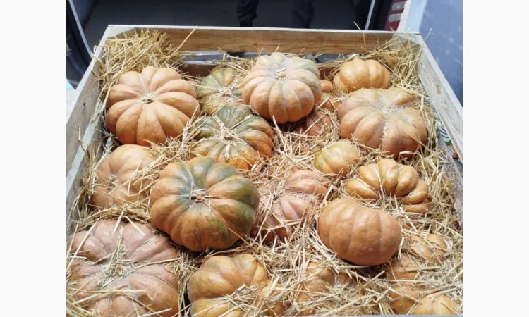 Продаю гарбуз Мускат де Прованс 'Ромашка' в наявності - фото № 2