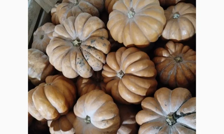 Продаю гарбуз Мускат де Прованс 'Ромашка' в наявності - фото № 3