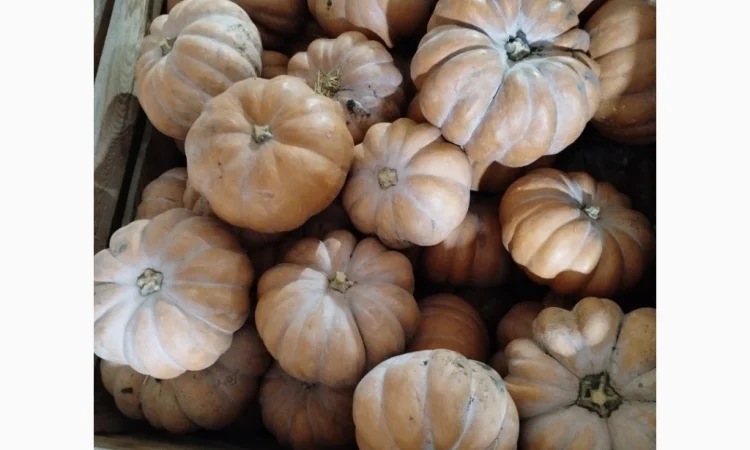 Продаю гарбуз Мускат де Прованс 'Ромашка' в наявності - фото № 4