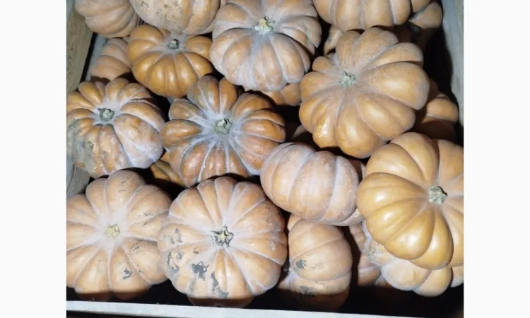 Продаю гарбуз Мускат де Прованс 'Ромашка' в наявності - фото № 5