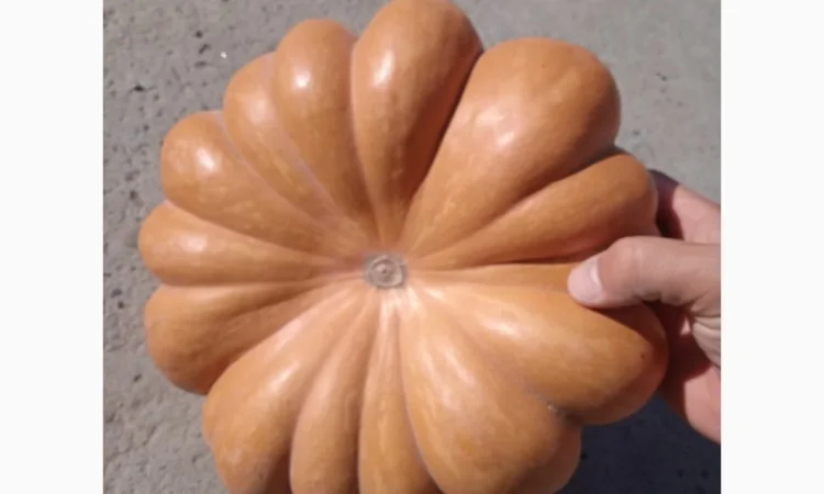 Продам тыкву "Ромашку" Мускат де Прованс - фото № 1