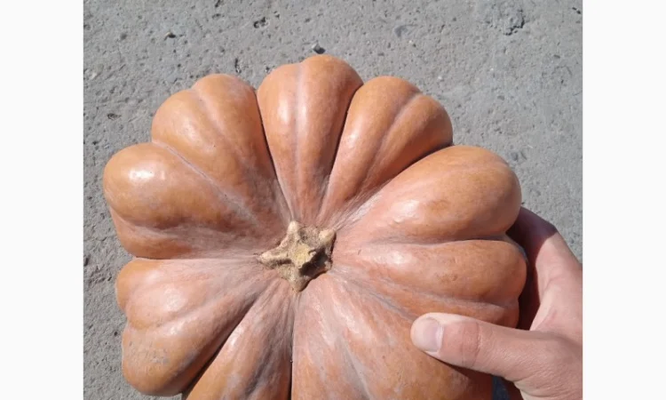 Продам тыкву "Ромашку" Мускат де Прованс - фото № 2