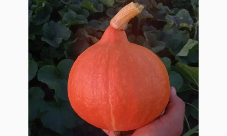 Продам тыкву сорт Хоккайдо - фото № 1