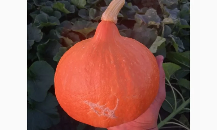 Продам тыкву сорт Хоккайдо - фото № 2