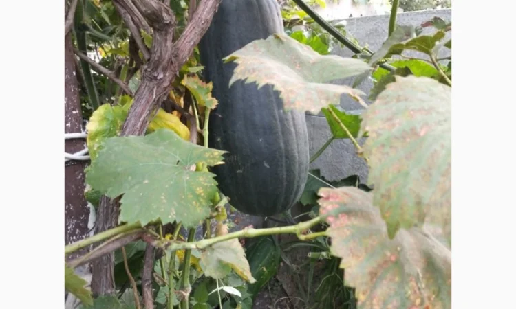 Продам гарбузи сорт зелений велетень - фото № 1