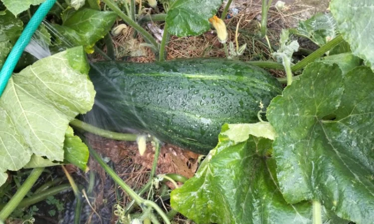 Продам гарбузи сорт зелений велетень - фото № 2