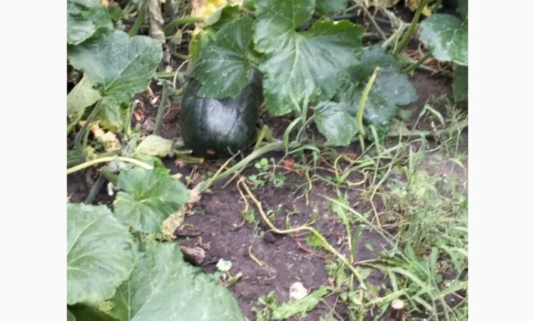Продам гарбузи сорт зелений велетень - фото № 3