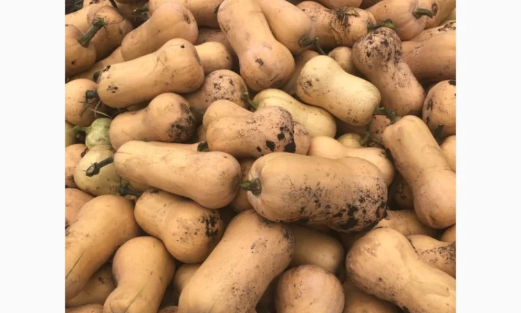 Продам-гарбузи-на-кашу - фото № 1