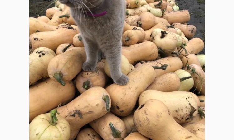 Продам-гарбузи-на-кашу - фото № 2