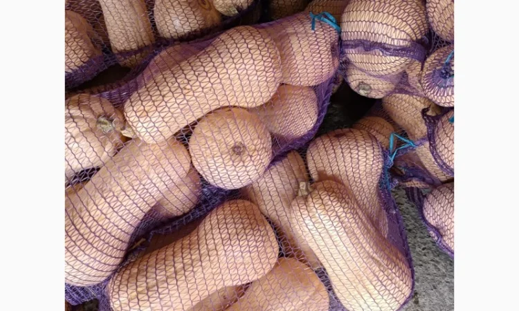 Продам гарбуз - фото № 1