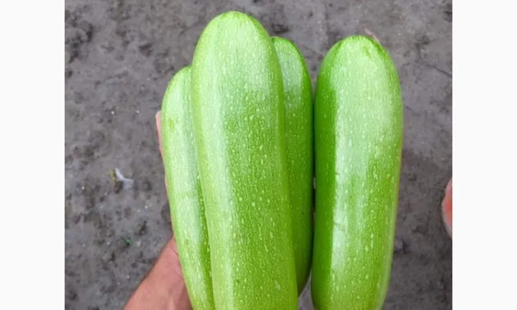 Тыква оптом - фото № 2