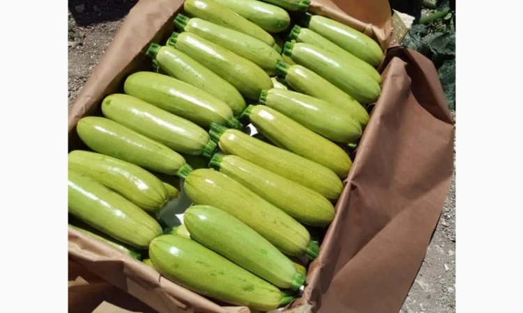 Тыква оптом - фото № 3