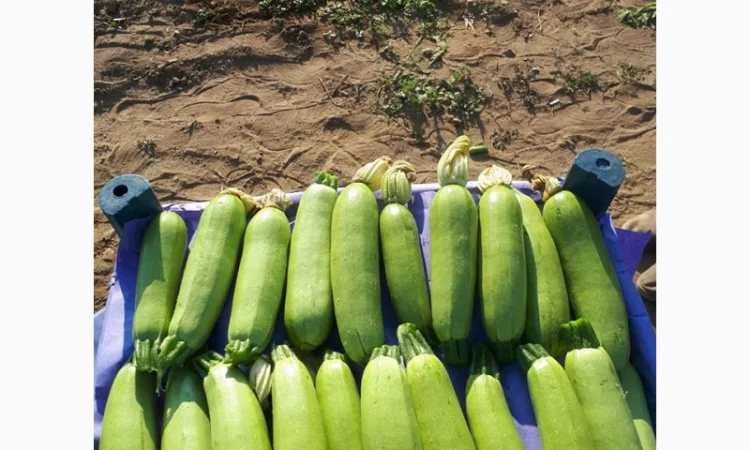 Тыква оптом - фото № 4