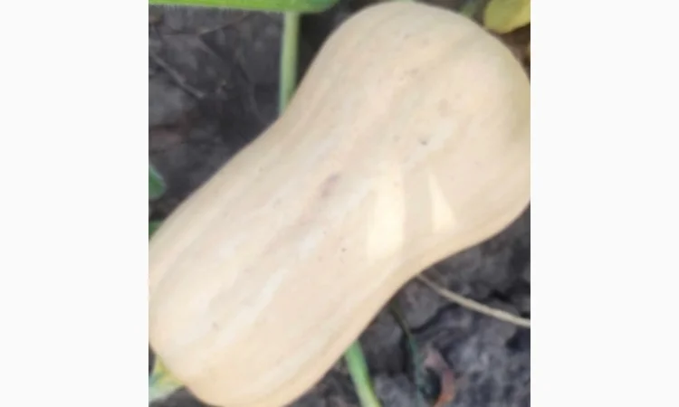 Продам Гарбуз сорт Матільда і Тіна - фото № 1