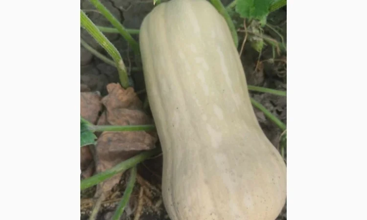 Продам Гарбуз сорт Матільда і Тіна - фото № 2