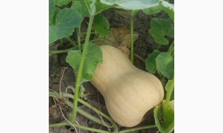 Продам Гарбуз сорт Матільда і Тіна - фото № 3