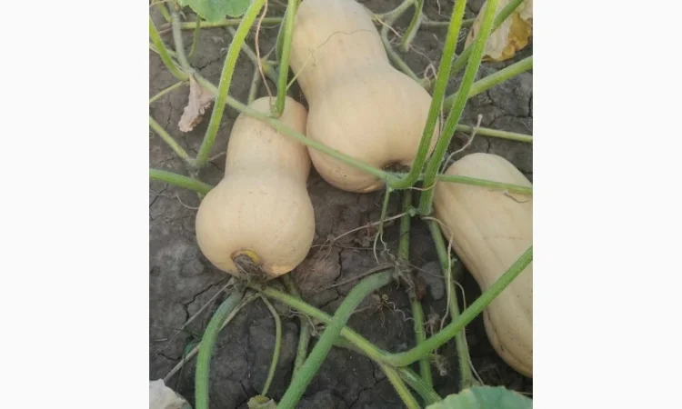 Продам Гарбуз сорт Матільда і Тіна - фото № 4