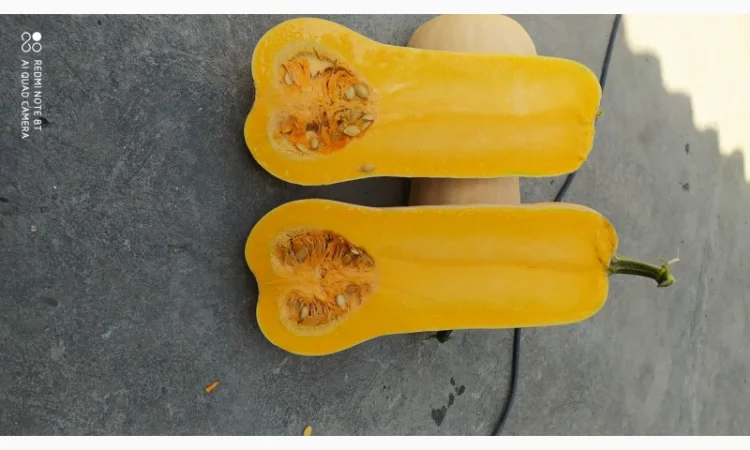 Продам гарбуз солодкий Баттернард.Дуже класний гарбуз, смачний підходить для каш та соків - фото № 1