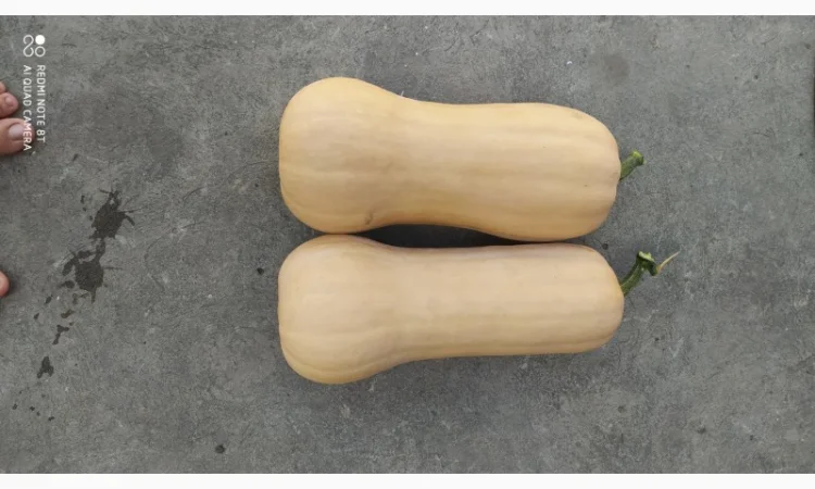 Продам гарбуз солодкий Баттернард.Дуже класний гарбуз, смачний підходить для каш та соків - фото № 2