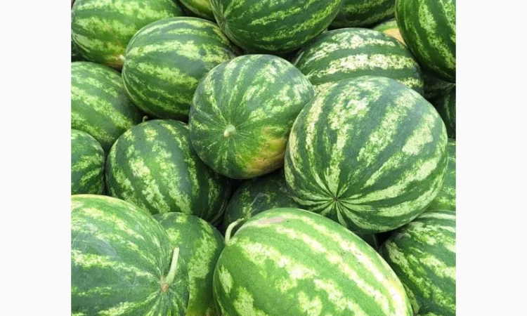 Продам срочно кавуни - фото № 1