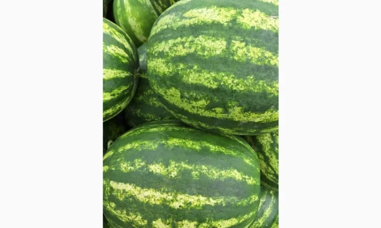 Продам срочно кавуни - фото № 2