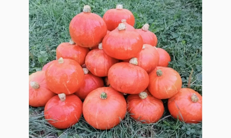 Продам овочі гарбуз баттернат, хоккайдо - фото № 1