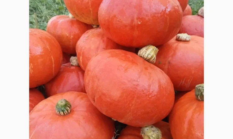 Продам овочі гарбуз баттернат, хоккайдо - фото № 2